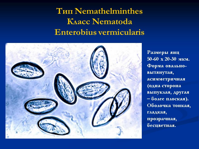 Тип Nemathelminthes Класс Nematoda Enterobius vermicularis Размеры яиц     50-60 х